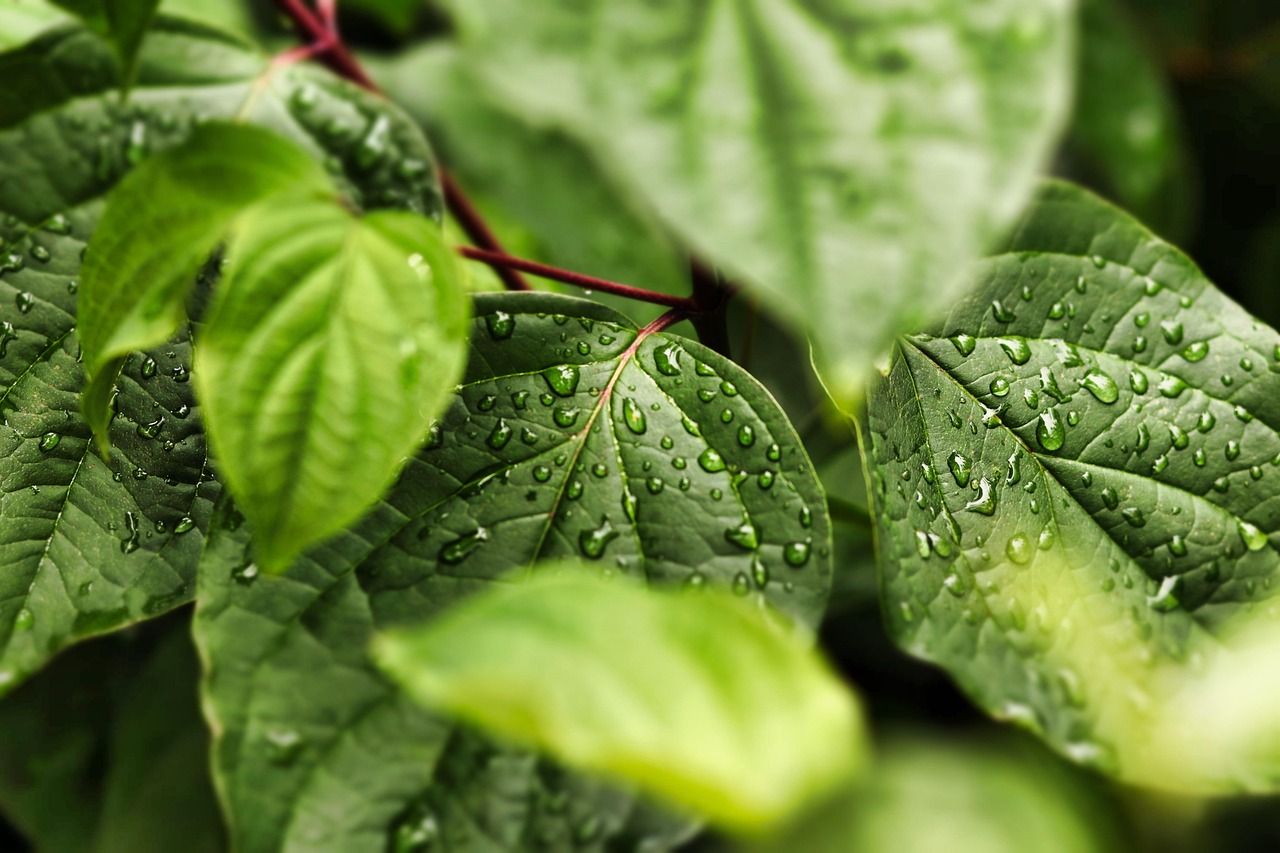 Les meilleures solutions pour un emballage alimentaire écologique découvrez nos solutions d'emballages alimentaires écologiques, conçues pour préserver l'environnement tout en garantissant la fraîcheur et la sécurité de vos aliments.