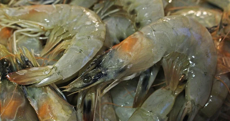 Bien choisir ses gambas : fraîches ou surgelées, quelle taille choisir ?