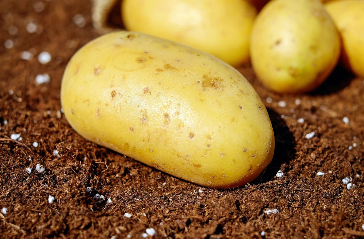 Valeurs nutritionnelles : le crosne face à la pomme de terre