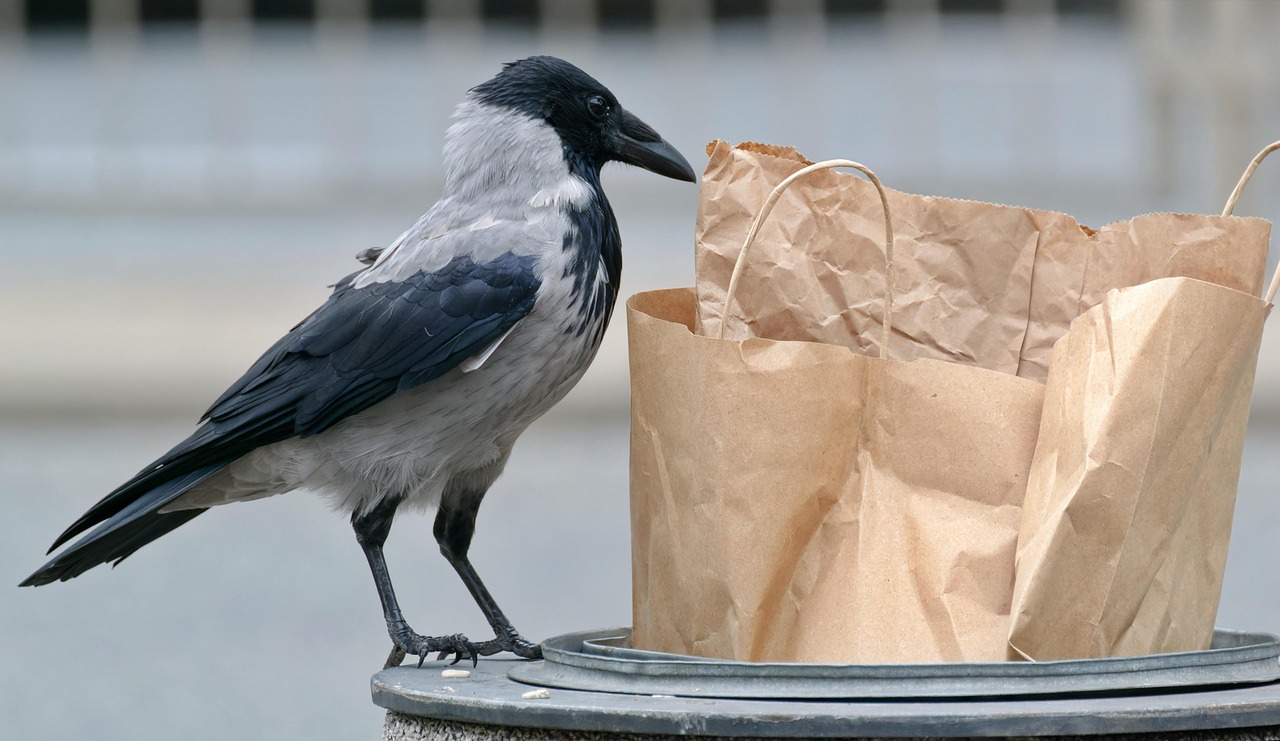Comment utiliser les restes de cuisine pour éviter le gaspillage alimentaire